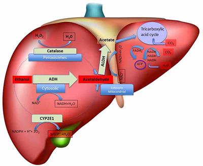 Mystic Acetaldehyde: The Never-Ending Story on Alcoholism